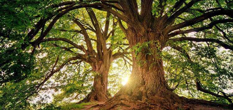 Biobasierte Klebrohstoffe sind noch nicht ausgereizt
