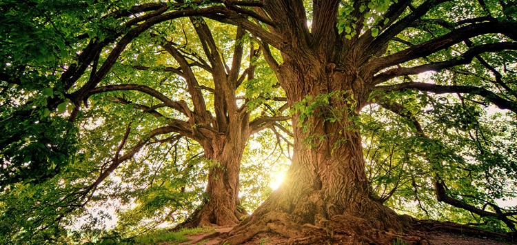  Biobasierte Klebrohstoffe sind noch nicht ausgereizt