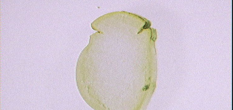 Schäden an O-Ringen richtig analysieren