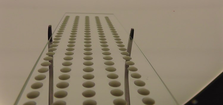 Naturkautschuk neu denken und nutzen