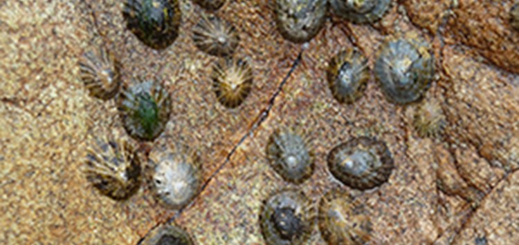 Napfschneckenklebstoff "entschlüsselt"
